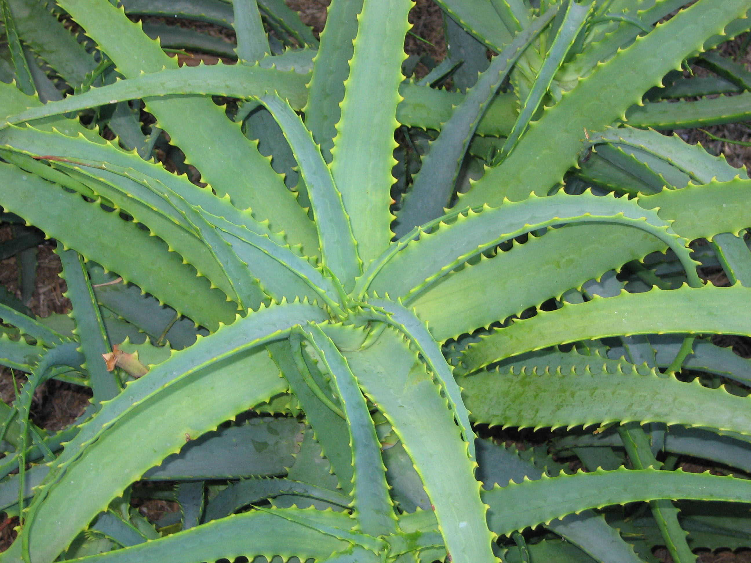Aloe arborescens 'Lutea' or Yellow Torch Aloe